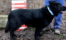 ASTERIXF1, Hund, Mischlingshund in Slowakische Republik - Bild 12