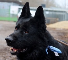ASTERIXF1, Hund, Mischlingshund in Slowakische Republik - Bild 13