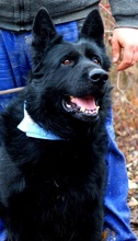 ASTERIXF1, Hund, Mischlingshund in Slowakische Republik - Bild 14