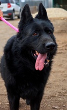 ASTERIXF1, Hund, Mischlingshund in Slowakische Republik - Bild 15