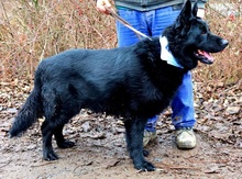 ASTERIXF1, Hund, Mischlingshund in Slowakische Republik - Bild 16