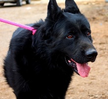 ASTERIXF1, Hund, Mischlingshund in Slowakische Republik - Bild 17