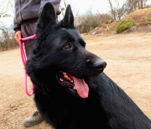 ASTERIXF1, Hund, Mischlingshund in Slowakische Republik - Bild 18