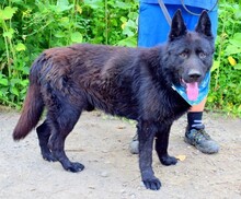 ASTERIXF1, Hund, Mischlingshund in Slowakische Republik - Bild 4
