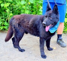ASTERIXF1, Hund, Mischlingshund in Slowakische Republik - Bild 5