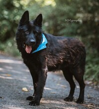 ASTERIXF1, Hund, Mischlingshund in Slowakische Republik - Bild 6