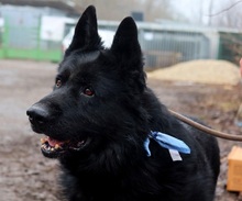 ASTERIXF1, Hund, Mischlingshund in Slowakische Republik - Bild 7