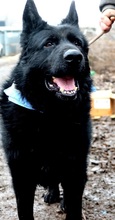 ASTERIXF1, Hund, Mischlingshund in Slowakische Republik - Bild 8