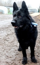 ASTERIXF1, Hund, Mischlingshund in Slowakische Republik - Bild 9