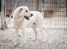 ADELFO, Hund, Maremma Abruzzenhund in Italien - Bild 3