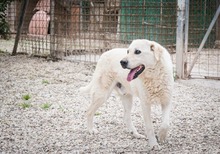 ADELFO, Hund, Maremma Abruzzenhund in Italien - Bild 4