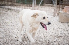 ADELFO, Hund, Maremma Abruzzenhund in Italien - Bild 5