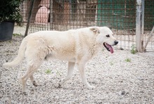 ADELFO, Hund, Maremma Abruzzenhund in Italien - Bild 6