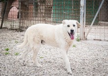 ADELFO, Hund, Maremma Abruzzenhund in Italien - Bild 7