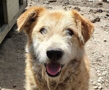 STEVE, Hund, Mischlingshund in Rumänien - Bild 1