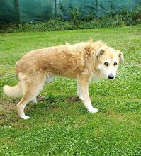 STEVE, Hund, Mischlingshund in Rumänien - Bild 3
