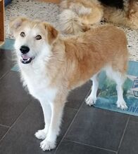STEVE, Hund, Mischlingshund in Rumänien - Bild 4