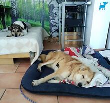 STEVE, Hund, Mischlingshund in Rumänien - Bild 5