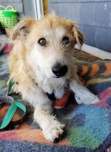 STEVE, Hund, Mischlingshund in Rumänien - Bild 7