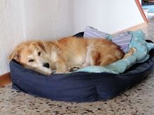 STEVE, Hund, Mischlingshund in Rumänien - Bild 8