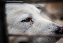 CRISS, Hund, Maremma Abruzzenhund in Italien - Bild 3