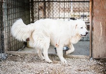 CRISS, Hund, Maremma Abruzzenhund in Italien - Bild 4