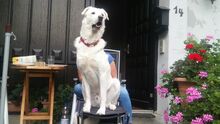 XANDO, Hund, Maremma Abruzzenhund in Neusitz - Bild 4