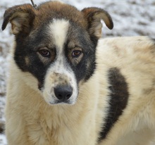 ARCHIE, Hund, Mischlingshund in Rumänien - Bild 3
