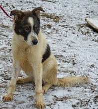 ARCHIE, Hund, Mischlingshund in Rumänien - Bild 4