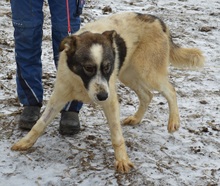 ARCHIE, Hund, Mischlingshund in Rumänien - Bild 6