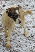ARCHIE, Hund, Mischlingshund in Rumänien - Bild 7