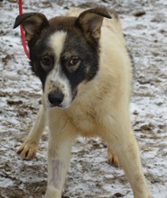 ARCHIE, Hund, Mischlingshund in Rumänien - Bild 8