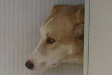 DANILA, Hund, Maremmano-Mix in Italien - Bild 29