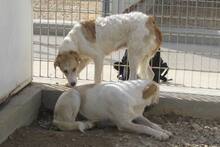 DANILA, Hund, Maremmano-Mix in Italien - Bild 30
