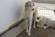 DANILA, Hund, Maremmano-Mix in Italien - Bild 31