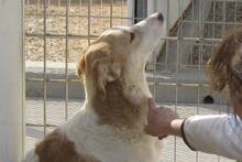 DANILA, Hund, Maremmano-Mix in Italien - Bild 32