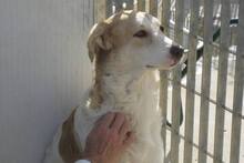 DANILA, Hund, Maremmano-Mix in Italien - Bild 33
