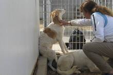 DANILA, Hund, Maremmano-Mix in Italien - Bild 34