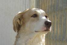 DANILA, Hund, Maremmano-Mix in Italien - Bild 35
