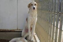 DANILA, Hund, Maremmano-Mix in Italien - Bild 36