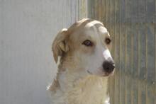 DANILA, Hund, Maremmano-Mix in Italien - Bild 37