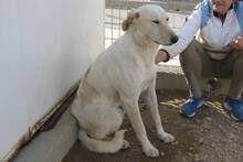 DANILO, Hund, Maremmano-Mix in Italien - Bild 21