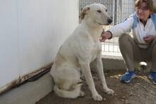 DANILO, Hund, Maremmano-Mix in Italien - Bild 25