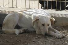 DANILO, Hund, Maremmano-Mix in Italien - Bild 34