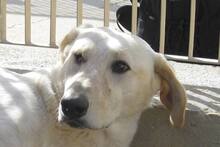 DANILO, Hund, Maremmano-Mix in Italien - Bild 35