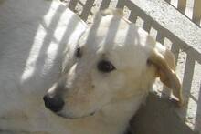 DANILO, Hund, Maremmano-Mix in Italien - Bild 36
