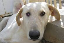 DANILO, Hund, Maremmano-Mix in Italien - Bild 37