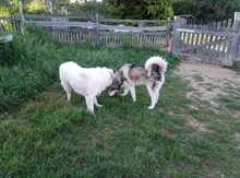 HARLEY, Hund, Maremma Abruzzenhund in Hausach - Bild 7