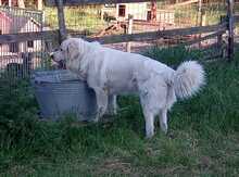 HARLEY, Hund, Maremma Abruzzenhund in Hausach - Bild 8