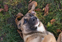 MATHILDA, Hund, Mischlingshund in Kroatien - Bild 1